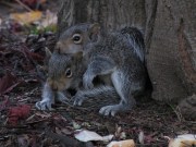Baby Squirrels