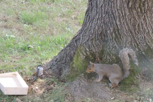 Mr. Squirrel's first attempt