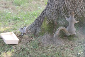 Nuthatch & Squirrel 2